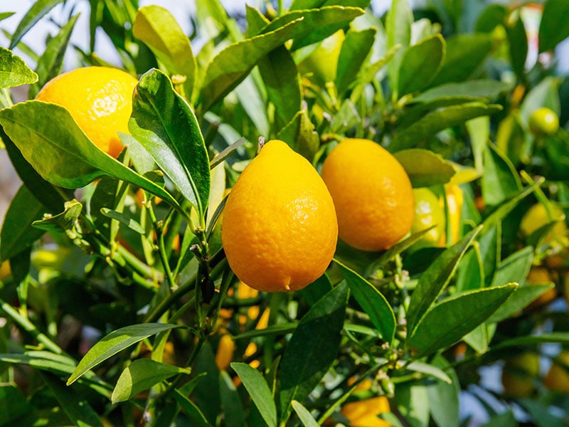 Citrus Floridana Hybrid