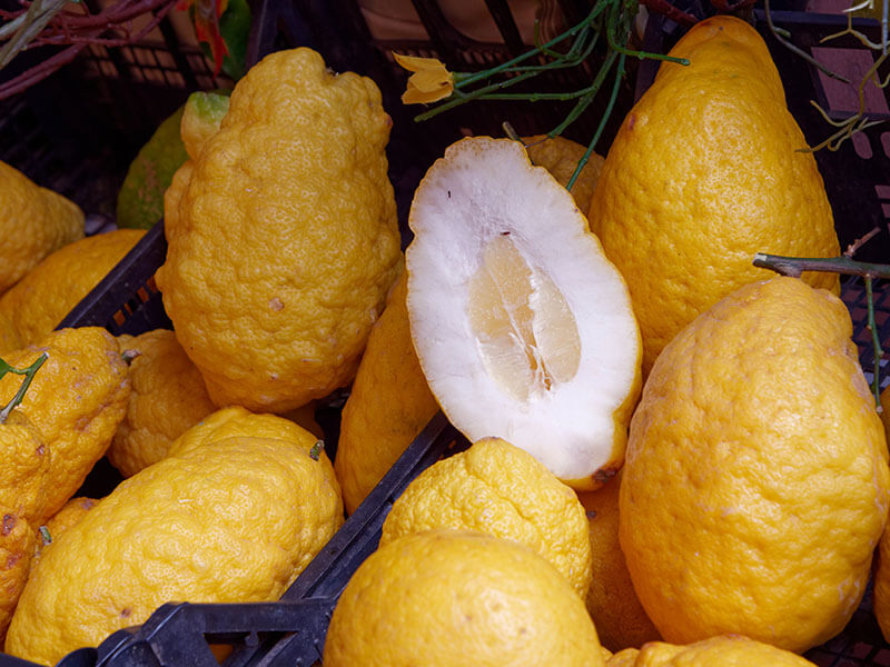 Citrus Medica Sicilia Italy