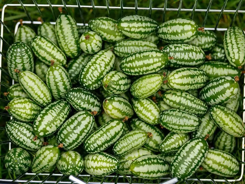 Cucamelon Mousemelon Mexican