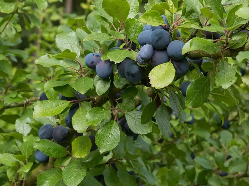 Damson Tree