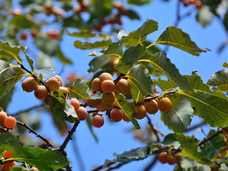 Date Plums