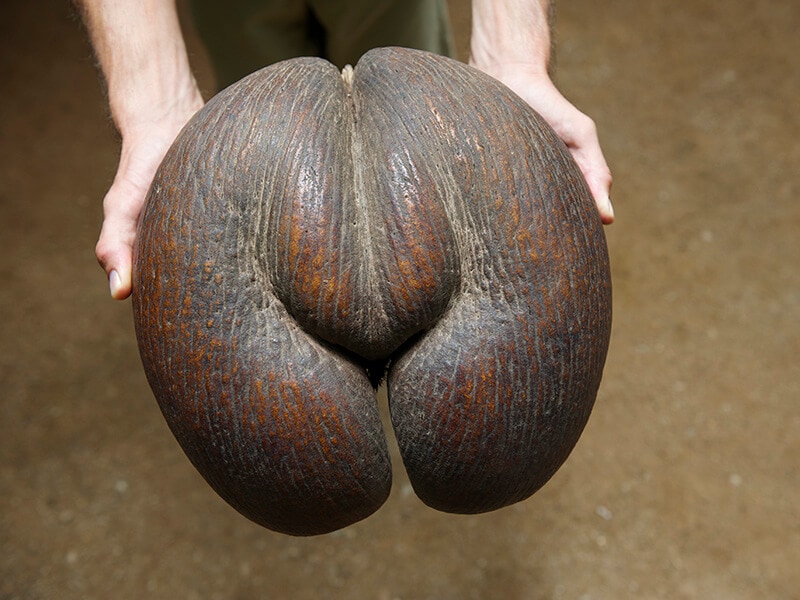 Double Coconut