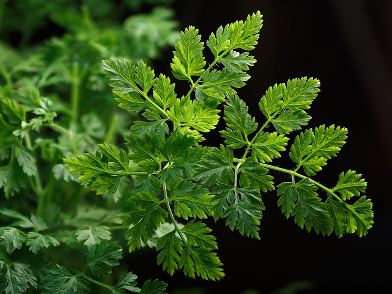 Fresh Chervil Anthriscus Cerefolium