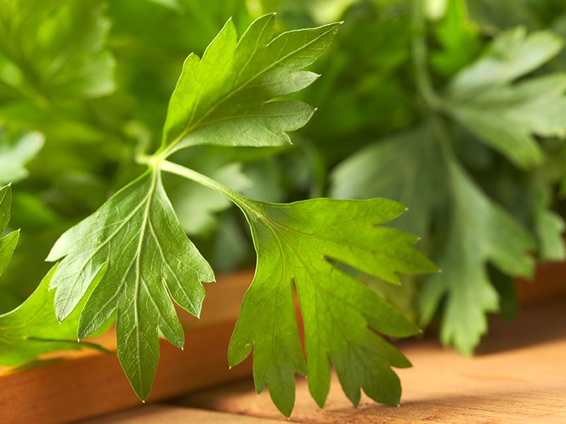 Fresh Flatleaved Parsley