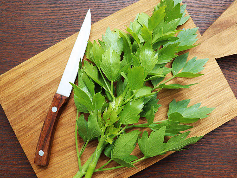 Fresh Green Leaves