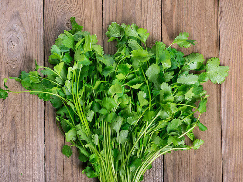 Fresh Raw Cilantro Bunch