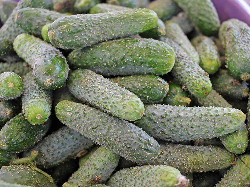 Gherkin Young Green Cucumber