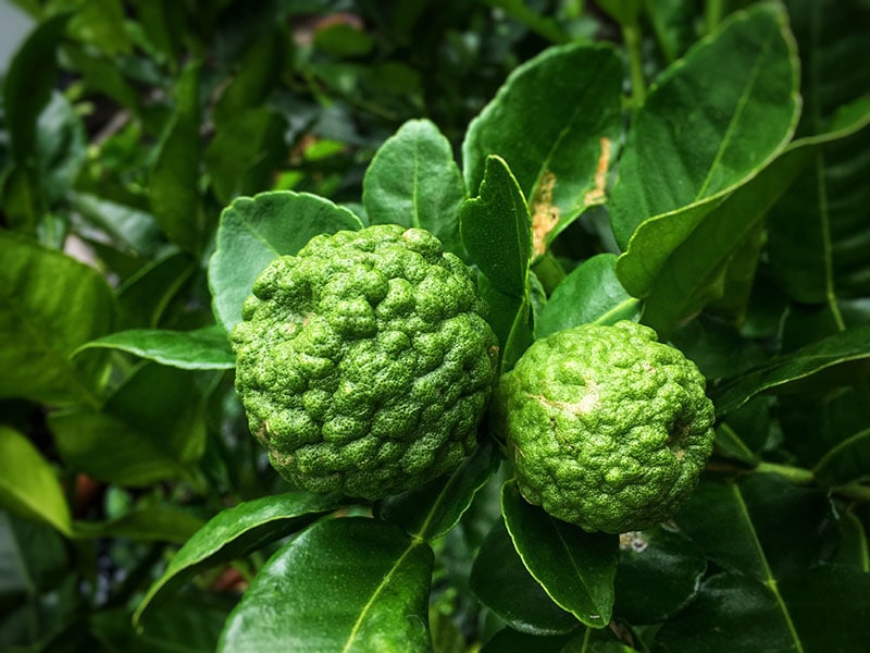 Green Bergamot Kaffir