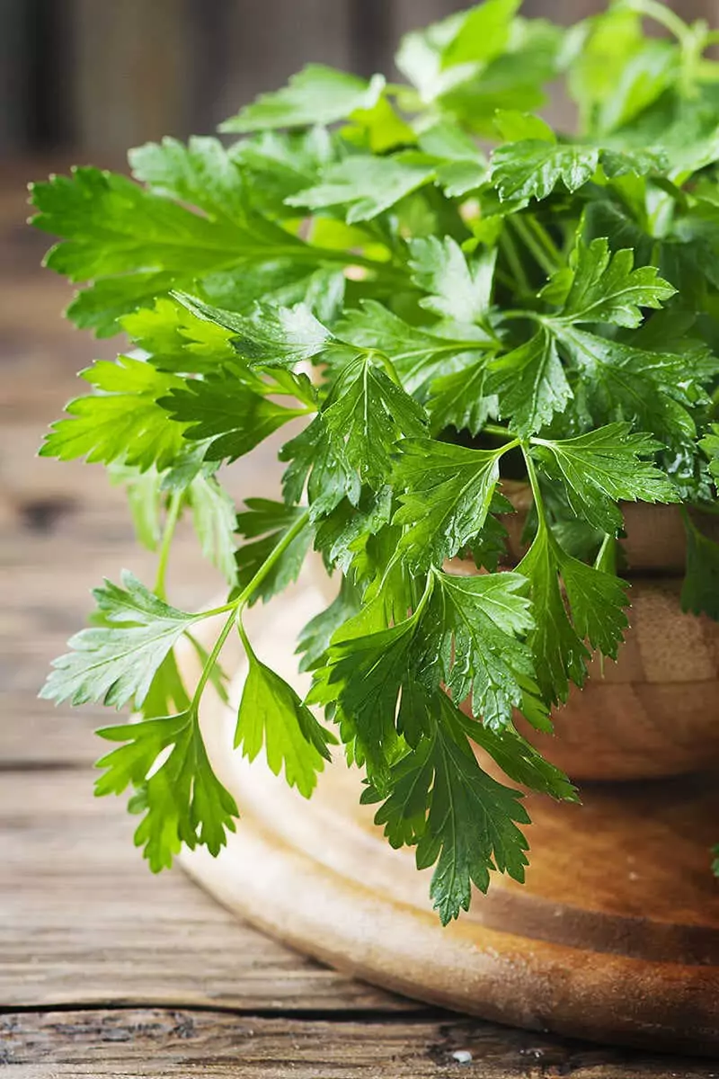 Green Fresh Parsley