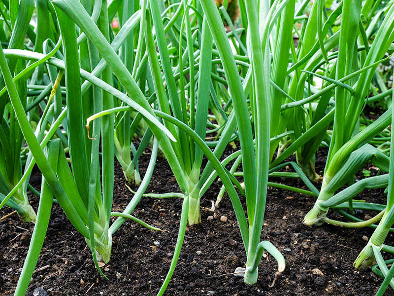 Green Onions Growing Garden