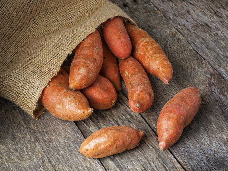 Harvested Organic Sweet Potatoes