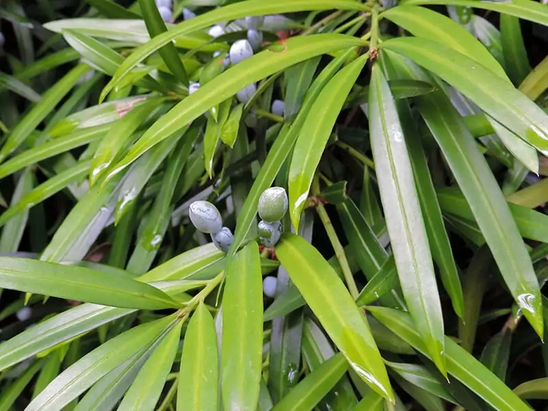 Illawarra Plums