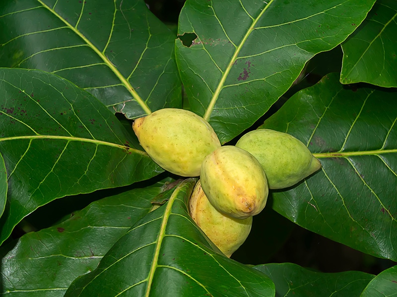 Indian Almond Fruits