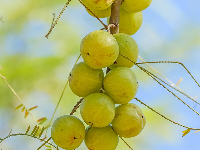 Indian Gooseberries