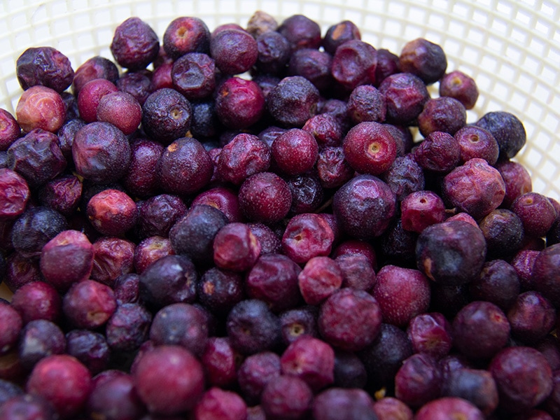 Indian Sherbet Berry