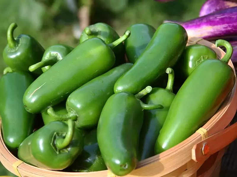 Jalapeno Peppers Basket Fresh