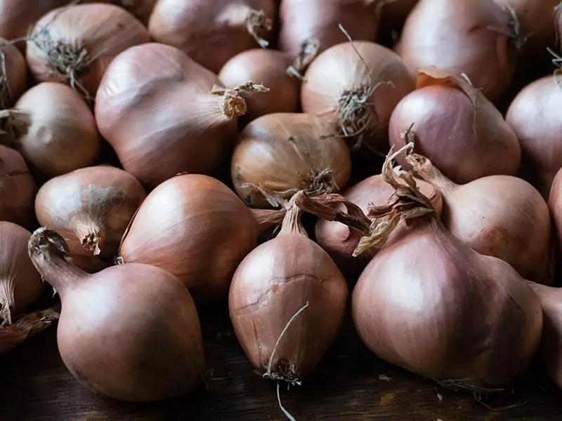 Jersey Shallot