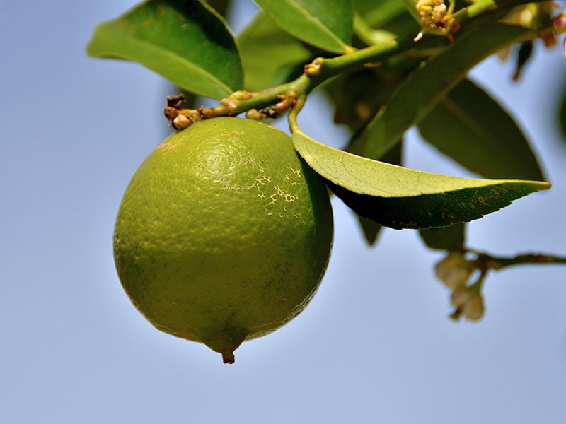 Lime Citrus Latifolia