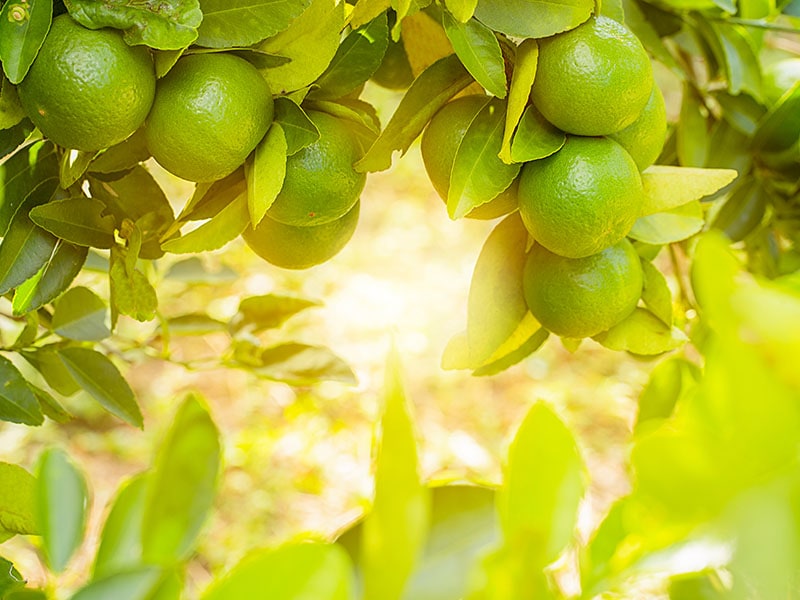 Limes Tree Garden