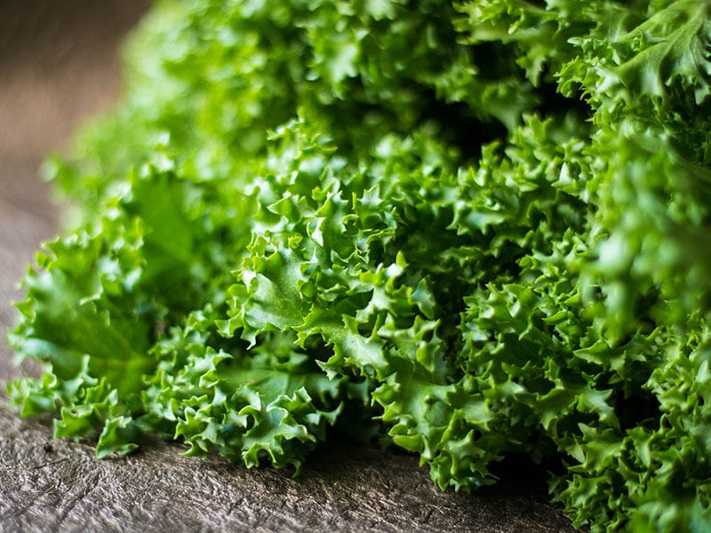 Macro Shot Endive Lettuce