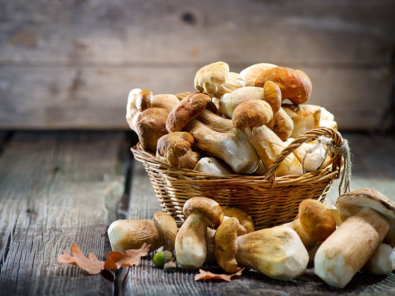 Mushroom Boletus Over