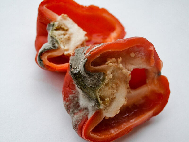 Pepper Moldy