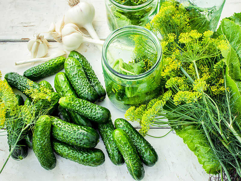 Pickling Cucumbers