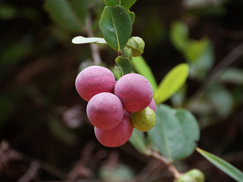 Pink Icaco Fruits