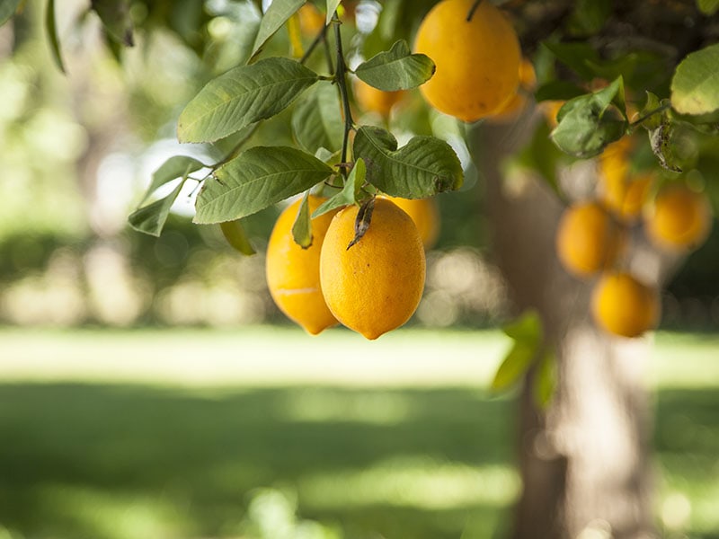 Ripe Meyer Lemons Hanging