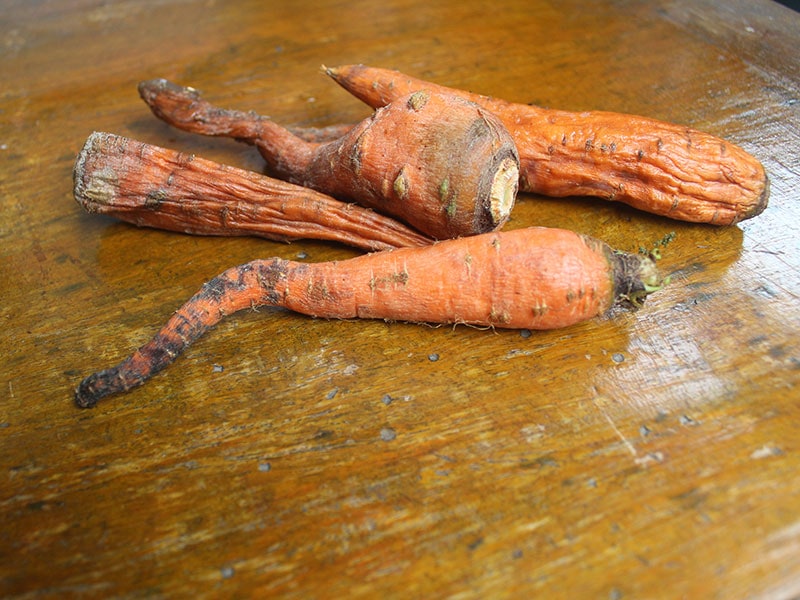 Rotten carrots