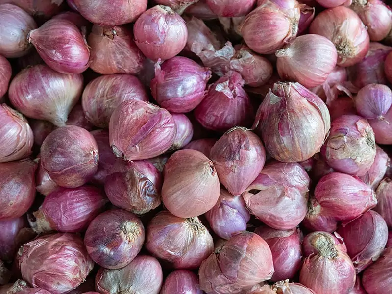 Shallots French Grey Challot