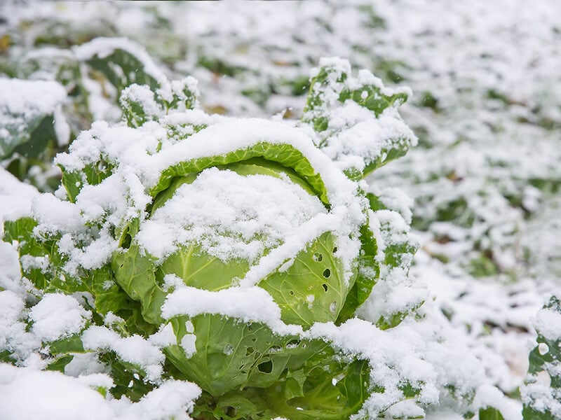 Whole Cabbage Freezing