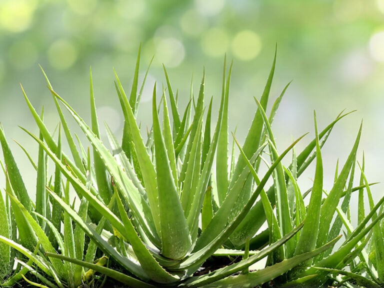 How To Store Aloe Vera Properly in 2024 Expert Tips