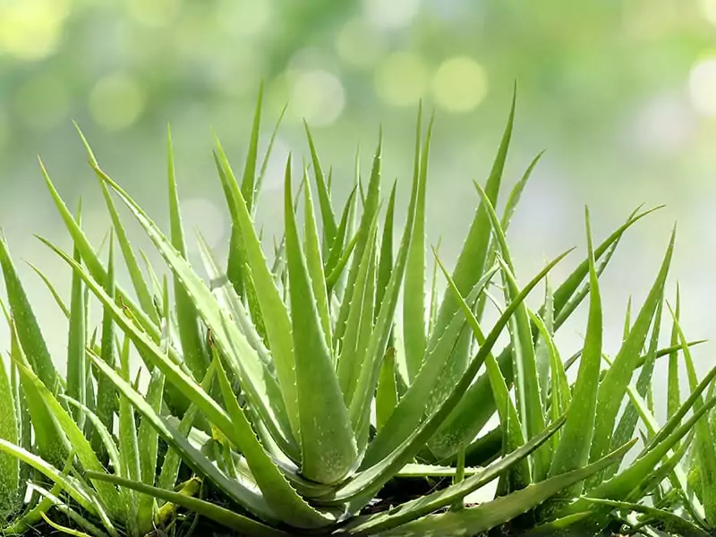 Aloe Vera in Garden