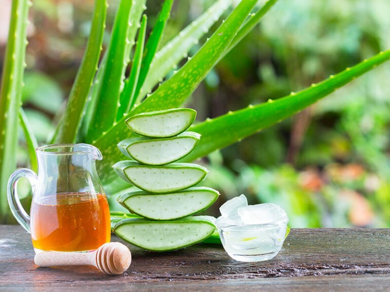 How To Store Aloe Vera Properly in 2024 Expert Tips