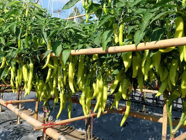 LongTerm Storage for Banana Peppers 5 Best Practices of 2024