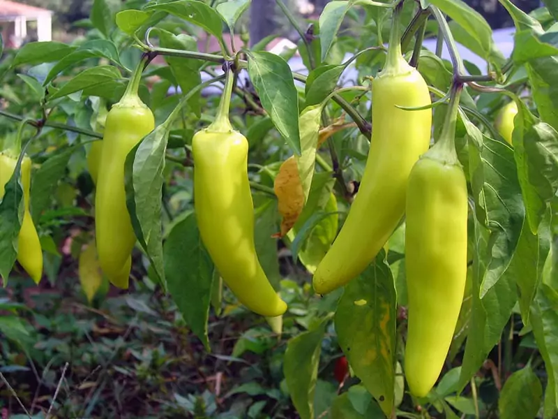 Banana Peppers Vs Pepperoncini