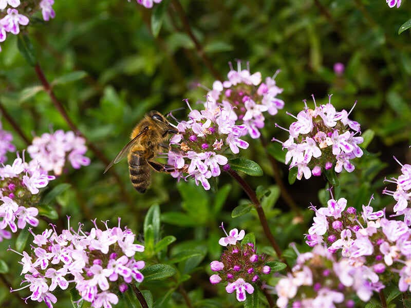 Bee Flower Caraway Thyme