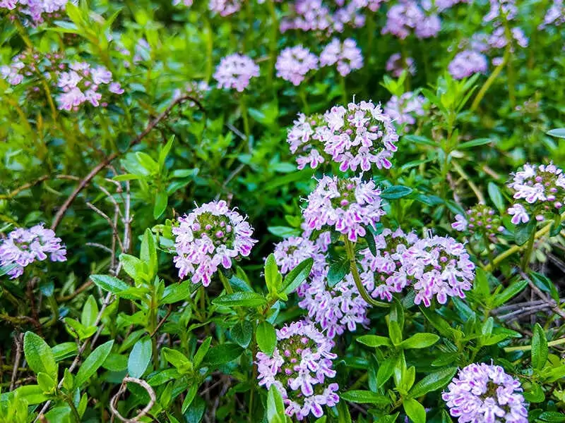 Broadleaved Thyme Lemon Thymus