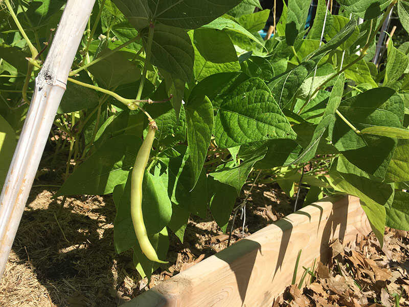 Bush Beans Growing