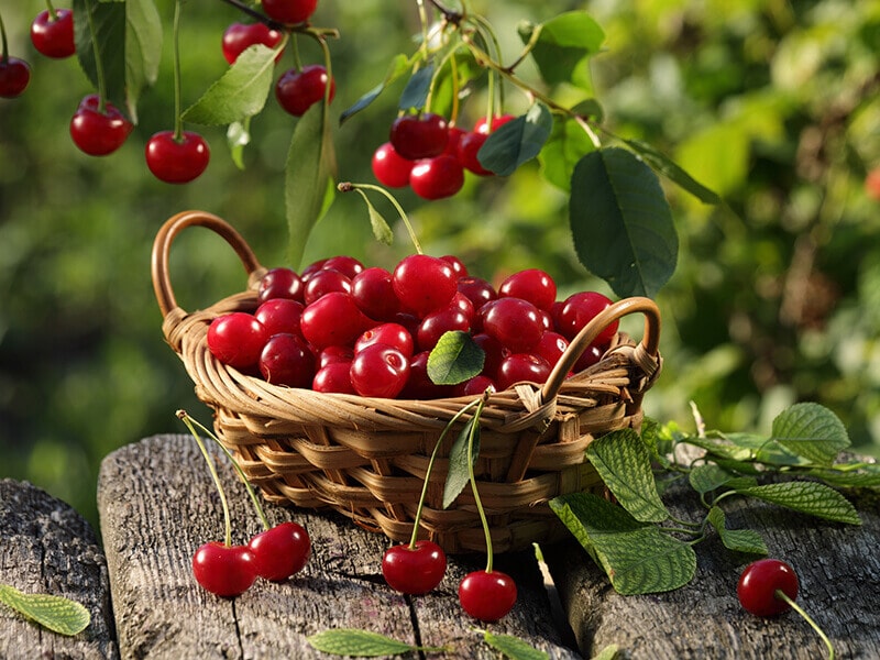 Cherry Fruit Basket