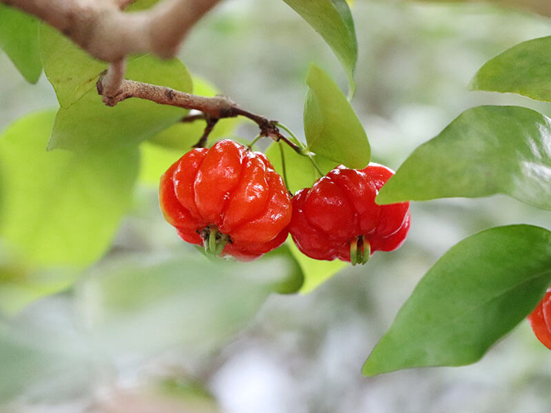 Florida Cherry