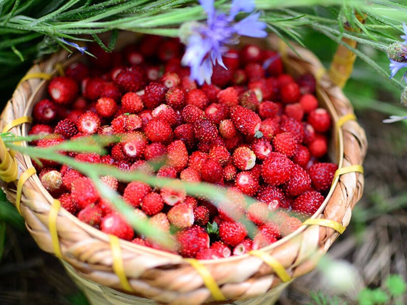 Forest Strawberries