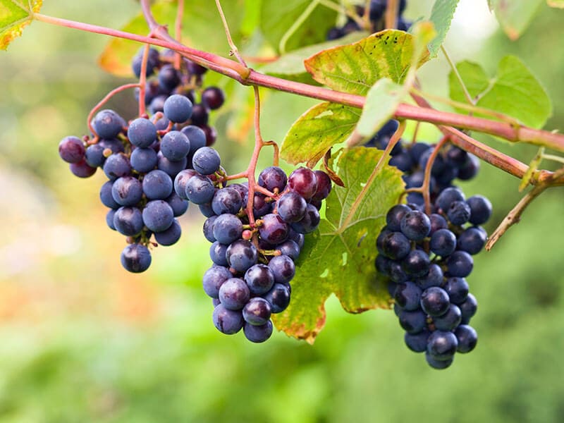 Fox Grapes