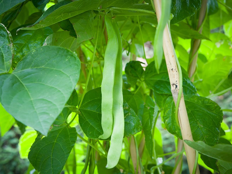 French Beans Common