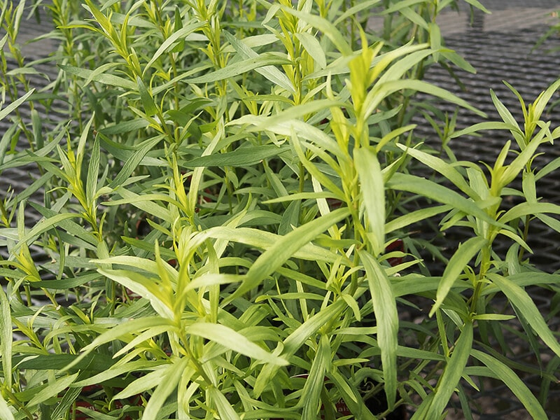 French Tarragon