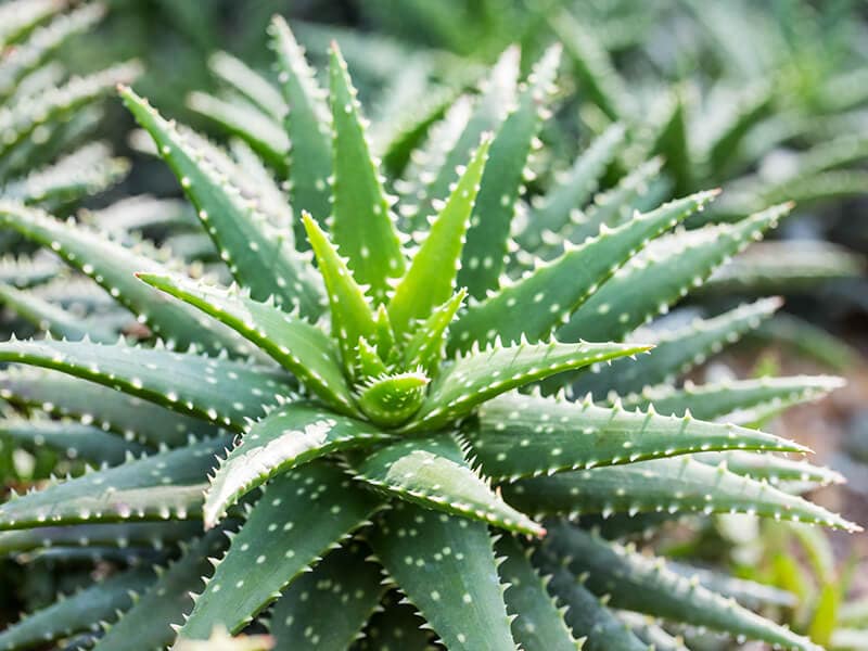 Fresh Aloe Vera