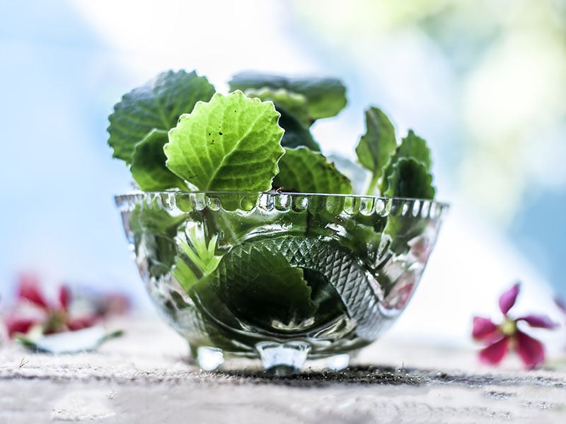 Fresh Green Ajwain Glass Bowl