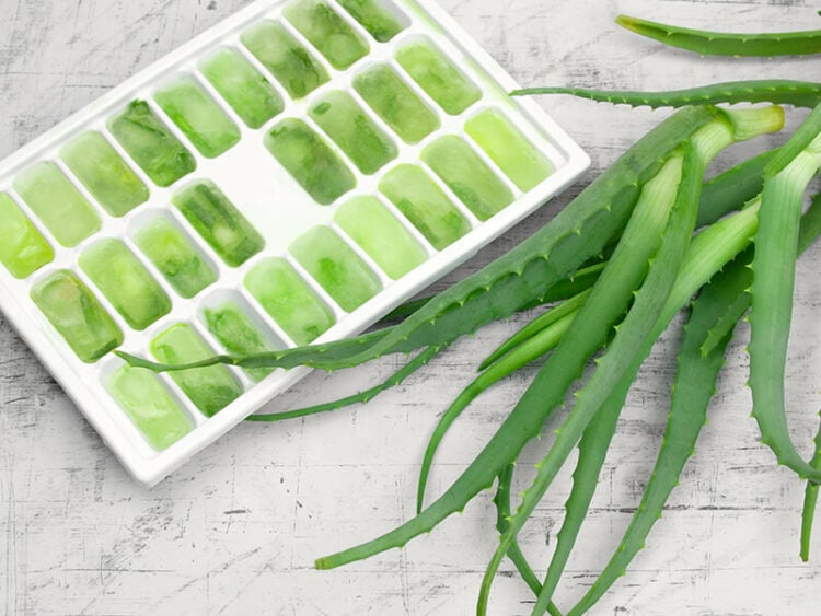 How To Store Aloe Vera Properly in 2024 Expert Tips