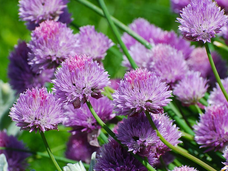 Garlic Chives